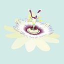Nollet Martina