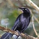 Quiscalus Nicaraguensis