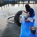 Ampika Kasiwithayanun