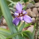 EmiLSA SELVA