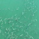 vivianaroquephotography