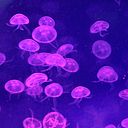 Selene Morales Rodríguez