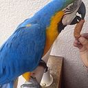 lcelesteh