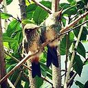 Falco Sparverius