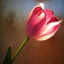 Ana Specia