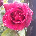 Mónica Pinilla Sepúlveda