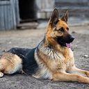 Diego Godinez Enriquez