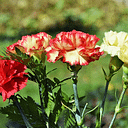 karenjgarzoncifuentes