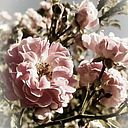 Carola Domenech Anglada