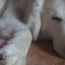 Ricardo Luis Nisenholtz