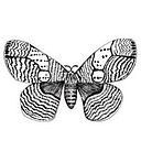 Lais Hašek Nogueira