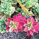 M Cristina Reyes Abarca