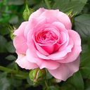 samyah abd elerahman Rahman