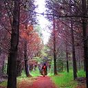 Ana Paula Méndez Cosamalón