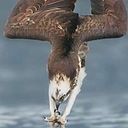 Orlando Murillo Alvarado