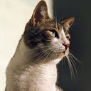 Ana y Elvira Ausique