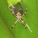 Monica Gallego Hincapié