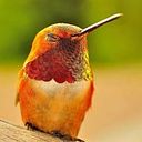 Daniel Hernandez Rojas