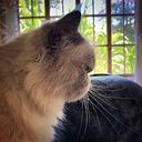 Cintia Castro Meléndez