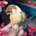 Briggit Perez Zuluaga