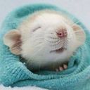 Regina Basiul-Špokienė