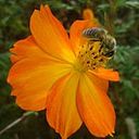 Μαμα Ρενουλα