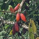 Zhamir Anaya Lizcano