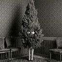 Lara Blissenobiarella