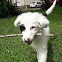 Maria Laura Rechimont