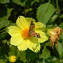 María del Carmen Feal Ardao