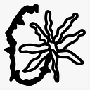 opietraccone
