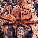 Emmanuel Cienmandragoras