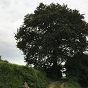 diana_37