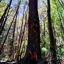 Alejandra Silva Pérez