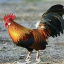 Angel Ophir Patiño Romo