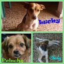 Milly Alvarado Montalvo