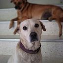 Jesús Alberto Guzmán