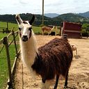 Andere Zobaran Santos