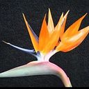 Oriana Cudemus-Riquezes