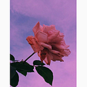 Luna Catalina Cifuentes Valero