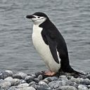 ULISES ALVARADO PEREZ