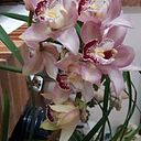 Nancy Esneda Cortés H