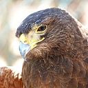 Alejandro Contreras Nuño