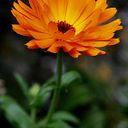 glanneris Castro Moronta