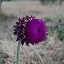 mariaagustinafernandez