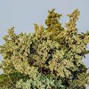 Francisco López Uribarri