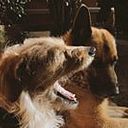 Rodrigo Peralta Sigismundi