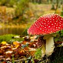 Edna Magaly Alarcón