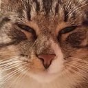 Paula Carolina Araya Cortes