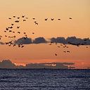 Francisco Javier Franco Montoya